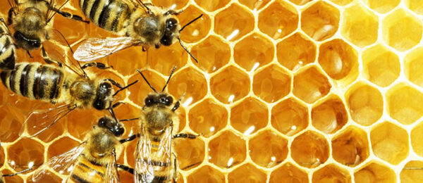 Videoreportaż z projektu “W 3 Długie miesiące dookoła pszczoły”